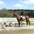 Horses Return to Harlinsdale